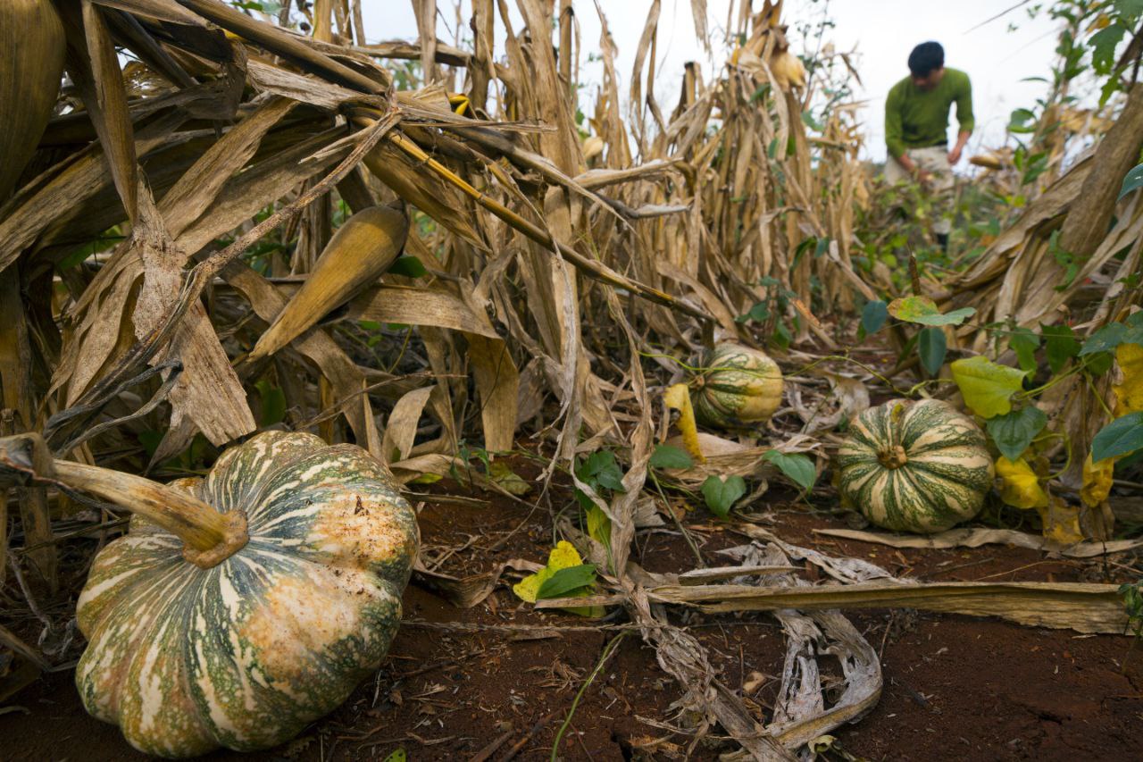 Milpa Maya Recibe Reconocimiento De La Fao Como Patrimonio Agr Cola